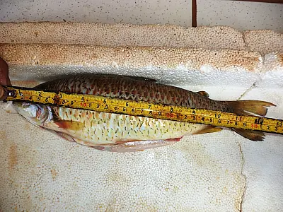 PMA prende pescador por captura de 40 kg de peixes fora da medida