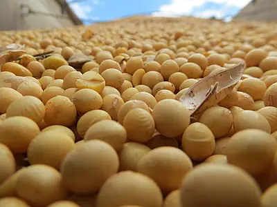 Cai preço da saca de soja em Mato Grosso do Sul