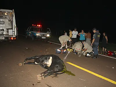 Motociclista bate em boi solto na MS-376