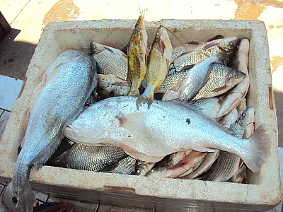 PMA apreende 80 quilos de pescado irregular
