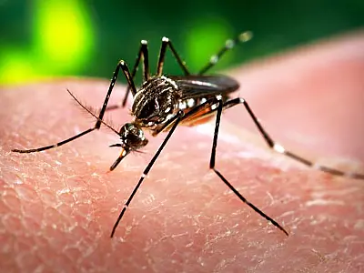 Grupo de trabalho vai mobilizar servidores sobre combate ao Aedes aegypti