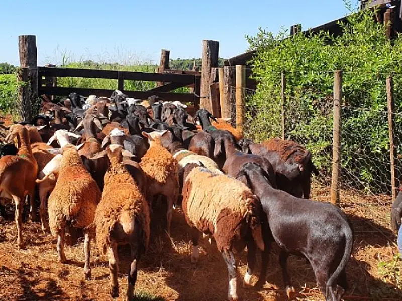 Produtores de ovinos e caprinos terão prazo