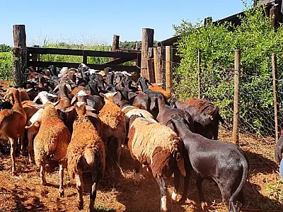Produtores de ovinos e caprinos terão prazo