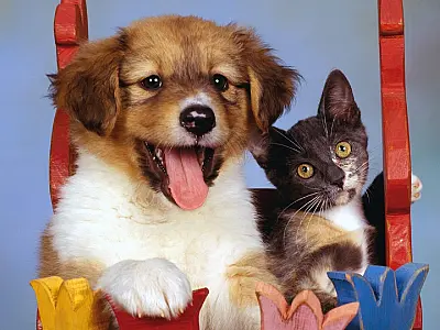 Animais receberão dose gratuita da antirrábica em setembro