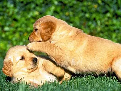 Projeto prevê guarda compartilhada de animais de estimação em caso de separação