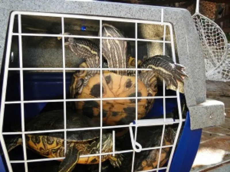 PF apreende animais silvestres em loja no centro da Capital