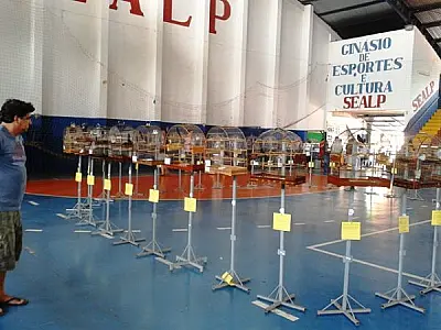 Campo Grande sedia amanhã Torneio Nacional de Canto de Pássaros
