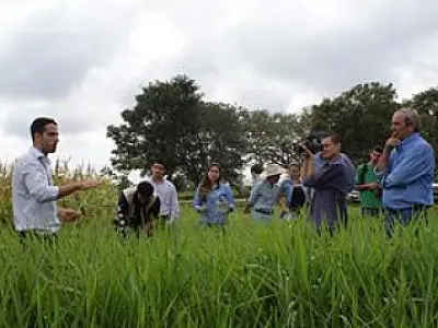 Embrapa lança nova cultivar de forrageira para o período seco