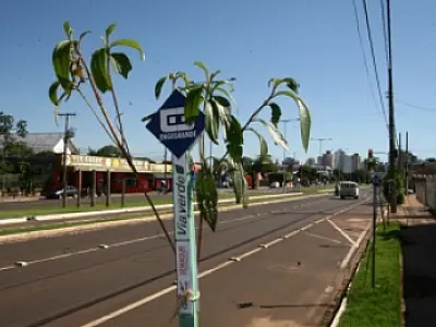Projeto Via Verde plantará 20 mil mudas de árvores