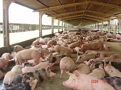 Governo garante preço mínimo ao produtor de suínos