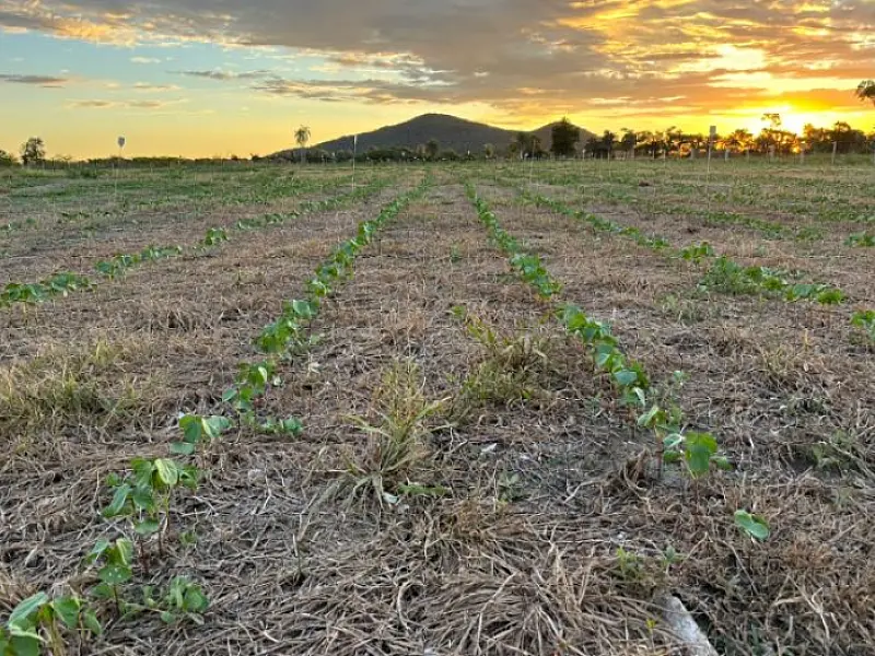 Com apoio da Fundect, campo experimental avalia sustentabilidade agrícola na Rota Bioceânica