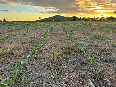 Com apoio da Fundect, campo experimental avalia sustentabilidade agrícola na Rota Bioceânica