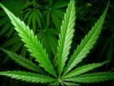Anvisa pode liberar uso controlado de produtos à base de maconha