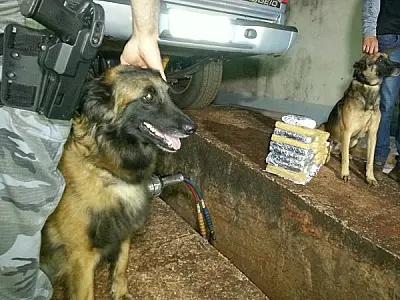 Cães farejam droga e douradense é preso com 52 kg de cocaína