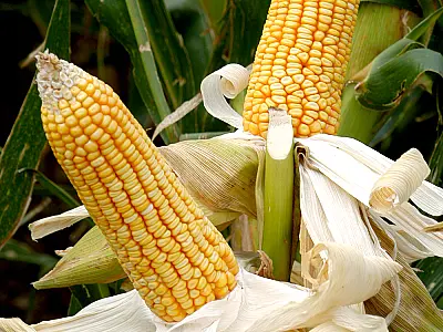 CNA prevê alta do preço do milho na maioria dos estados produtores