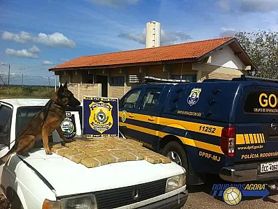 Com apoio de cão farejador, PRF apreende 27 kg de maconha em Corumbá