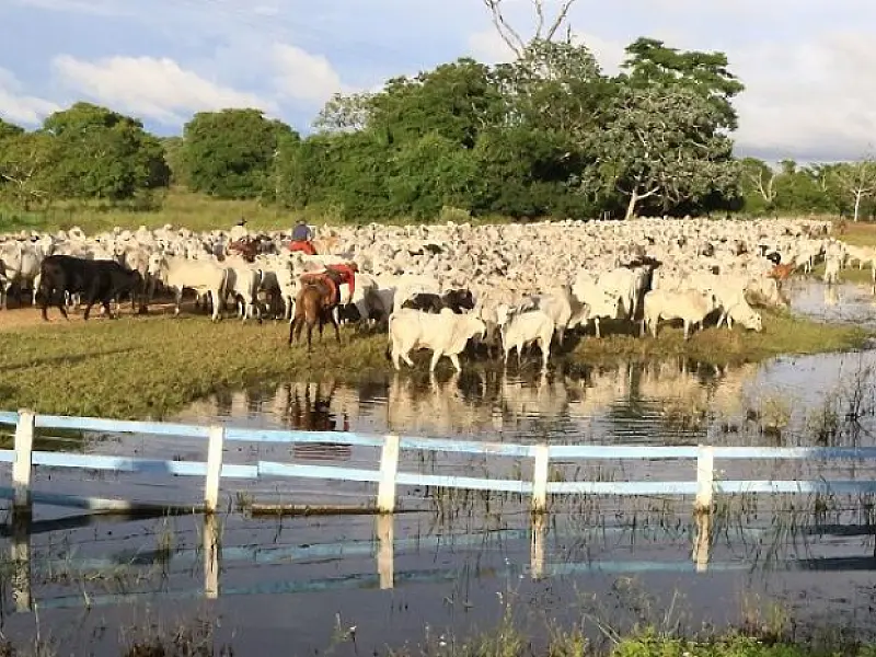 Abate de animais orgânicos e sustentáveis do Pantanal de MS triplicou em 2021
