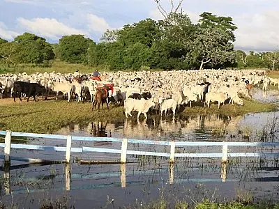 Abate de animais orgânicos e sustentáveis do Pantanal de MS triplicou em 2021
