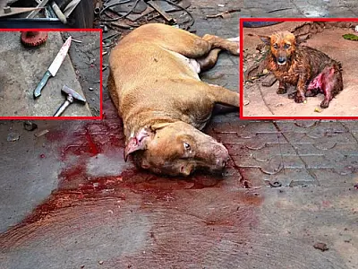 Pitbull é morto a facadas após atacar outro cão e um homem