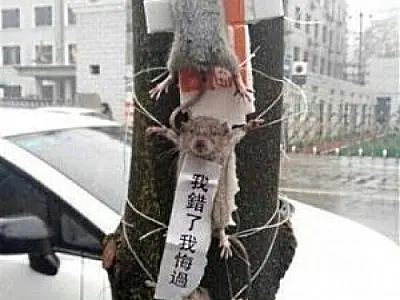 Ratos foram torturados como forma de castigo na China