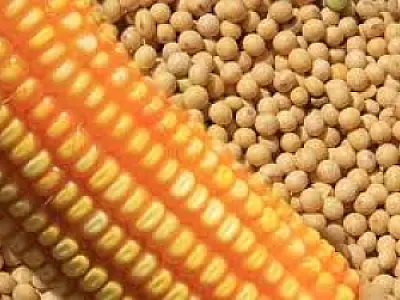Entidades pedem garantia de preço mínimo do milho