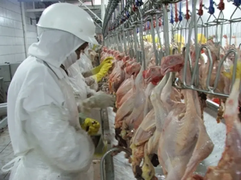 Exportação de frango tem alta de 21% em Mato Grosso do Sul