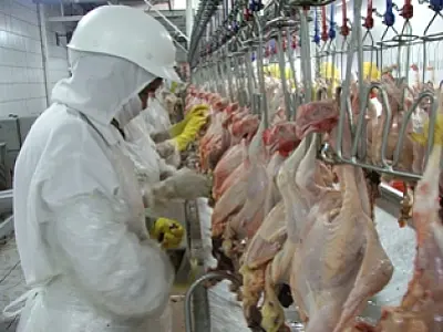 Exportação de frango tem alta de 21% em Mato Grosso do Sul
