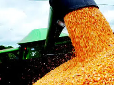 Produção recorde de milho deve levar MS a maior safra de grãos de sua história, aponta Conab