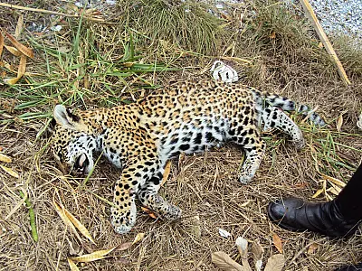 Filhote de onça-pintada é encontrado morto pela PMA