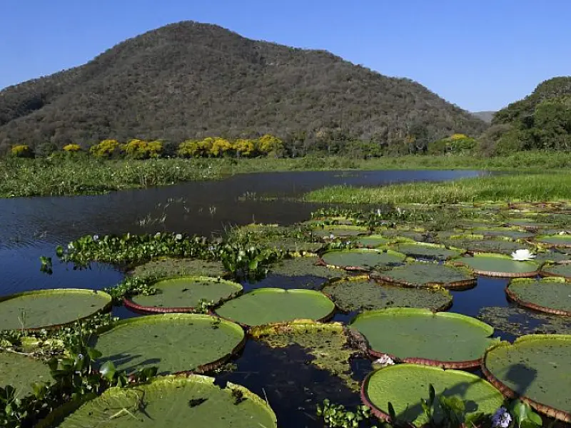Mato Grosso do Sul é o único estado a implementar todos os instrumentos da governança climática