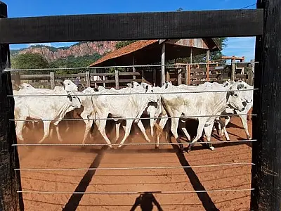 Superando expectativa inicial, SAD arrecada R$ 156 mil em leilão de bovinos
