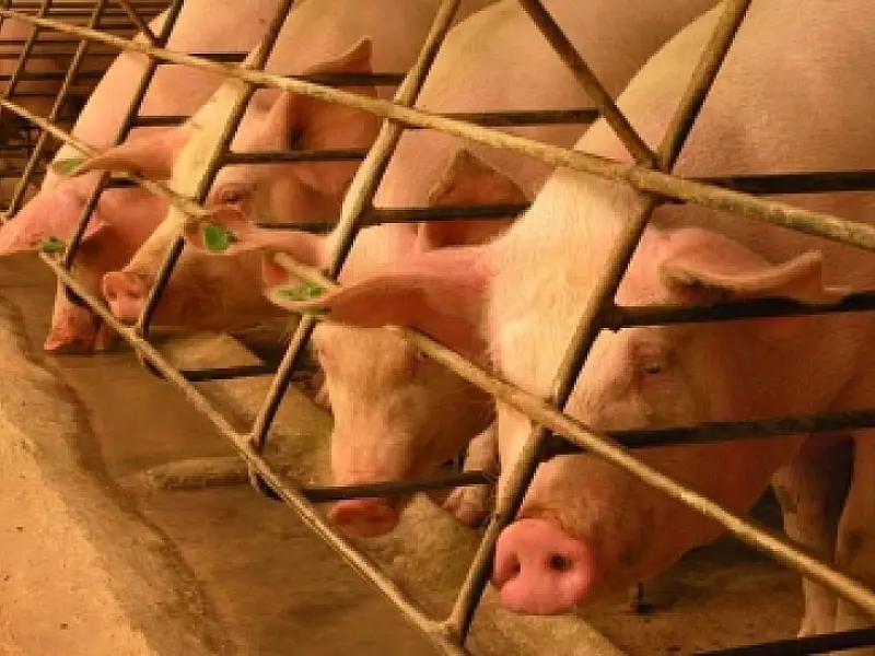 Exportações de carne suína, em junho, surpreendem