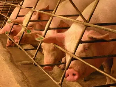 Exportações de carne suína, em junho, surpreendem