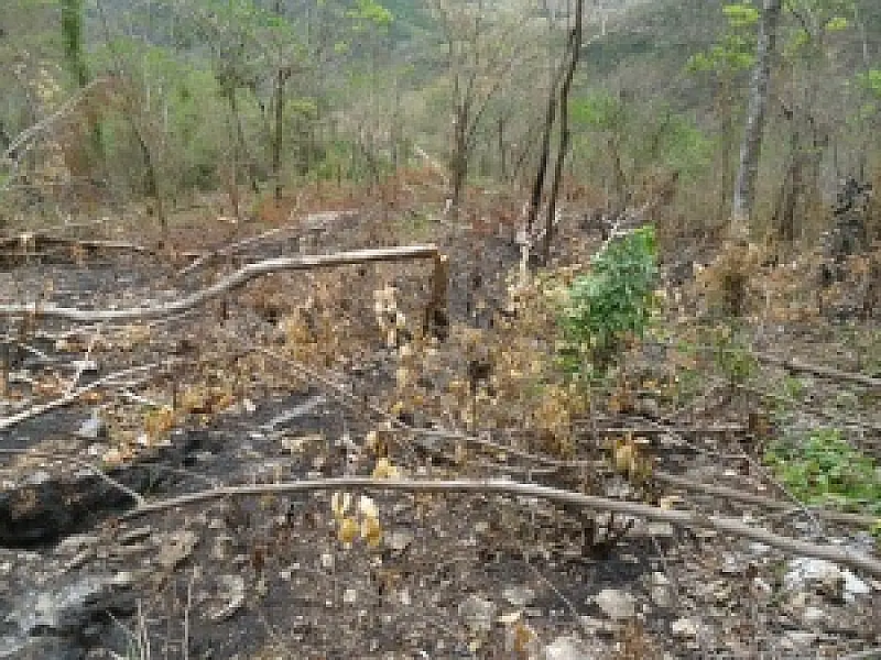 MS ocupa 4º lugar no ranking nacional de incêndios