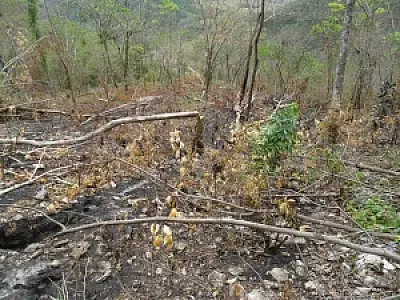 MS ocupa 4º lugar no ranking nacional de incêndios