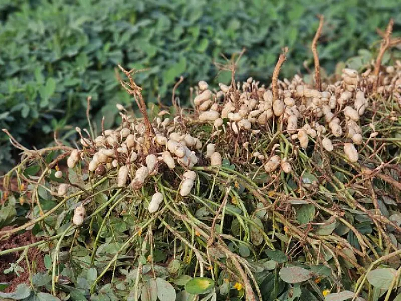 Diversificação agrícola faz o cultivo do amendoim crescer