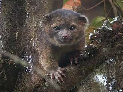 Mistura de 'gato com urso', Olinguito é 1ª espécie carnívora descoberta em 35 anos