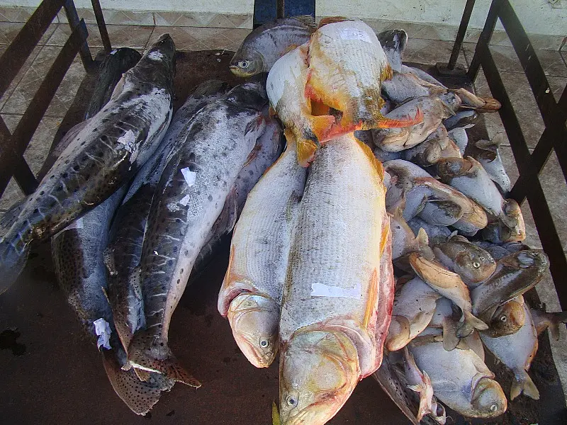 PMA de Corumbá doa 52 kg de pescado apreendido à APAE