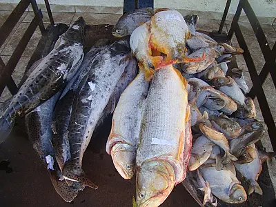 PMA de Corumbá doa 52 kg de pescado apreendido à APAE