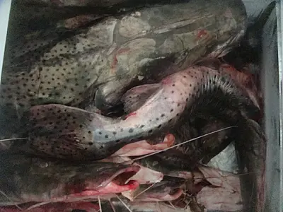 PMA prende três homens que pescavam na piracema