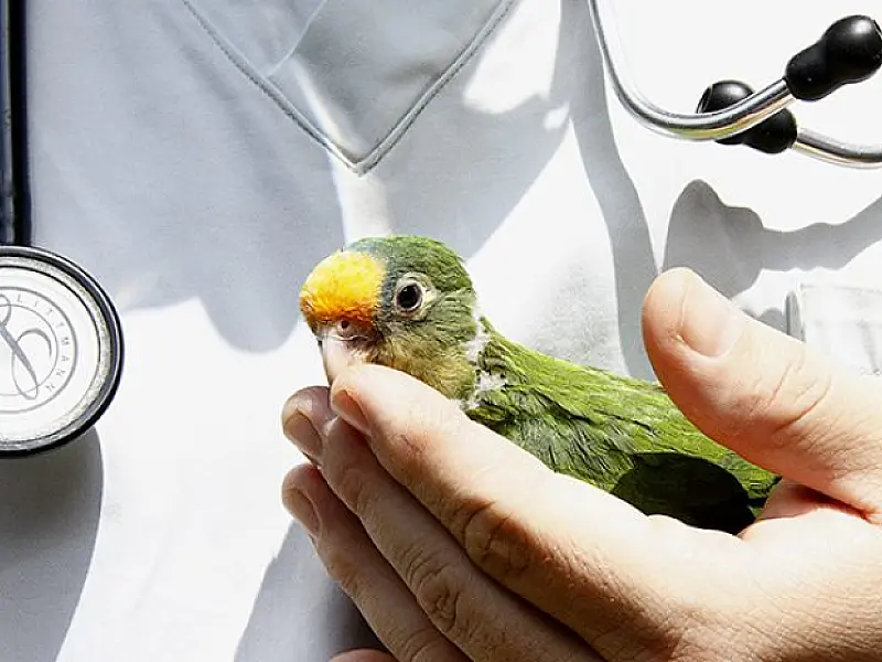 Tempestades aumentam em 40% número de animais silvestres levados para Centro de Reabilitação

