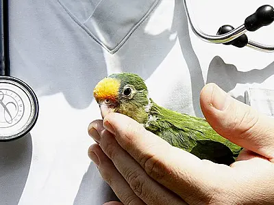 Tempestades aumentam em 40% número de animais silvestres levados para Centro de Reabilitação

