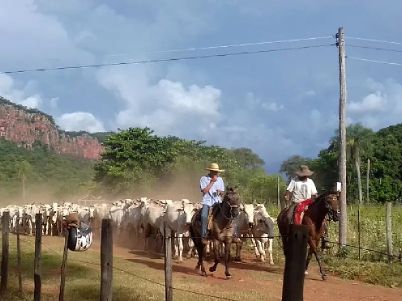 Produtores rurais devem atualizar cadastro da agropecuária e de estoque de animais