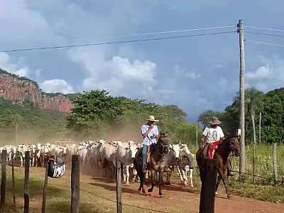 Produtores rurais devem atualizar cadastro da agropecuária e de estoque de animais