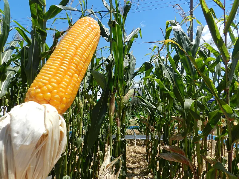 Com preço do milho em queda, agricultor de MS opta por armazenagem