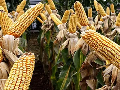 MS no Campo traz destaques do agronegócio e agenda rural