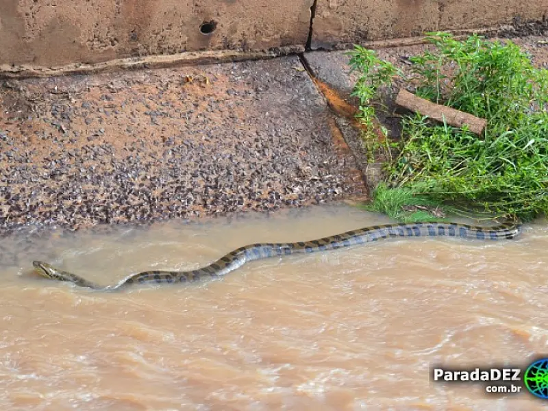 Sucuri é encontrada em córrego de Paranaíba