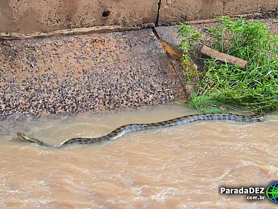 Sucuri é encontrada em córrego de Paranaíba