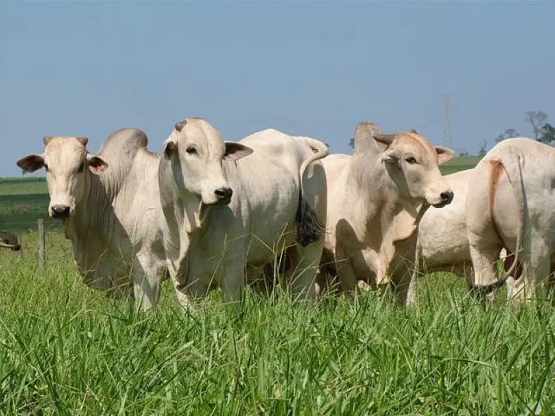 Preço do boi gordo tem alta de 1,42% na primeira quinzena de agosto