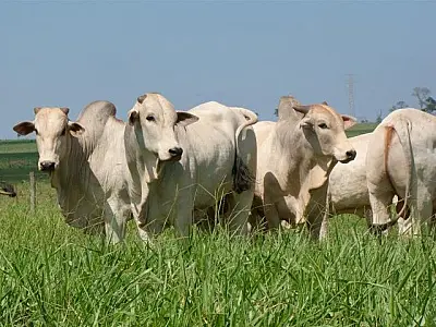 Preço do boi gordo tem alta de 1,42% na primeira quinzena de agosto